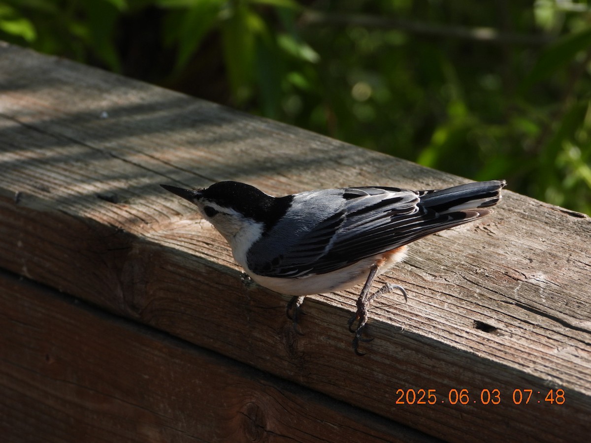 White-breasted Nuthatch - ML637017427
