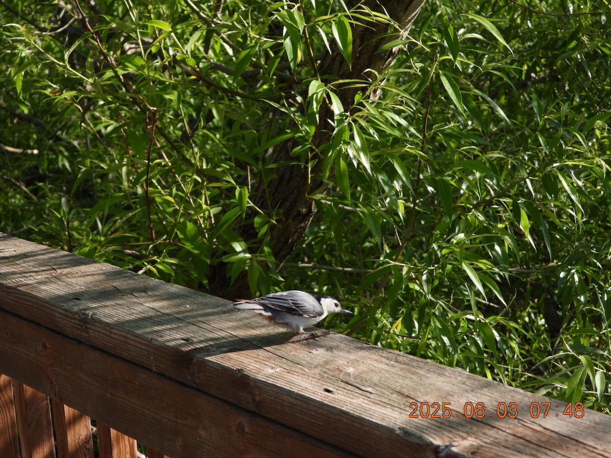 White-breasted Nuthatch - ML637017428
