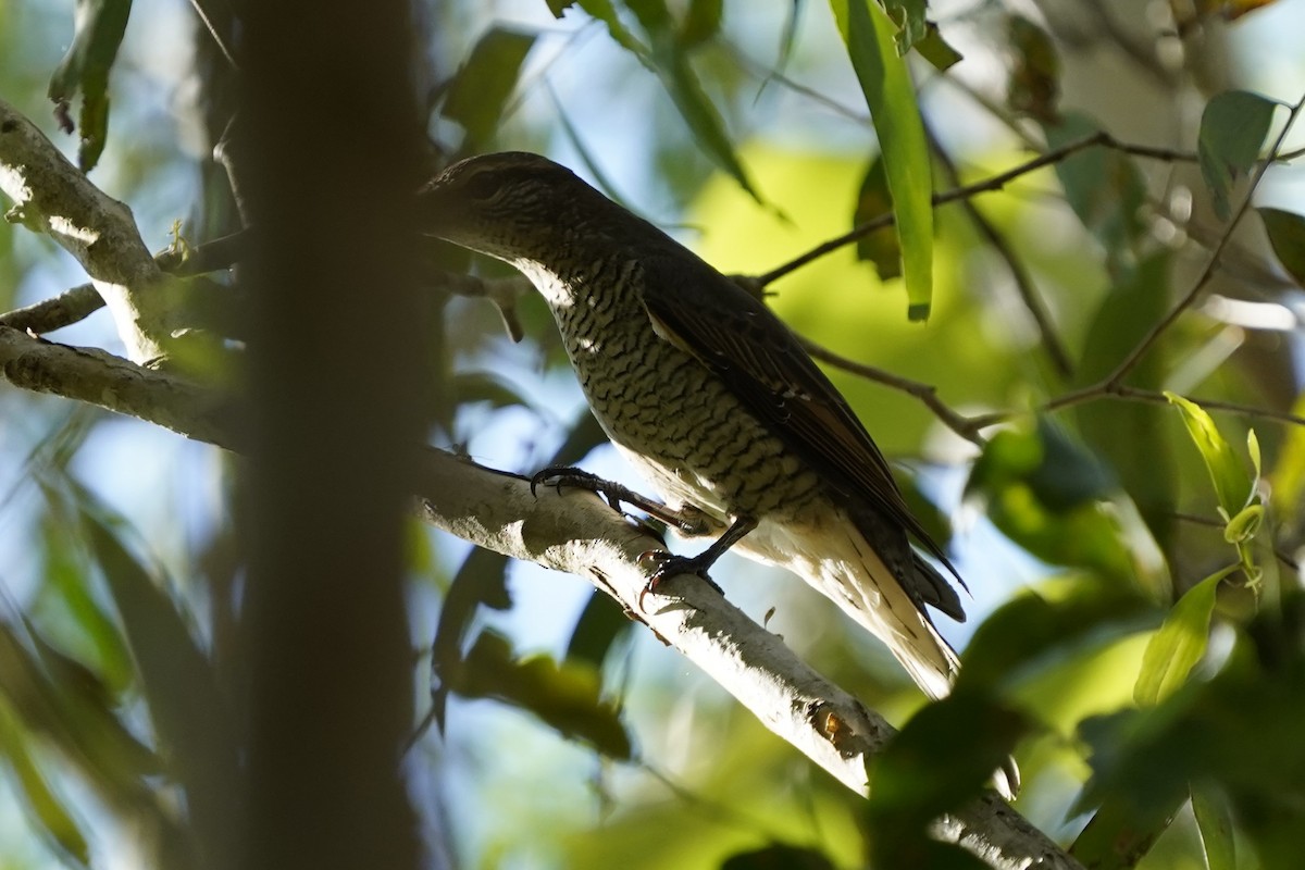 Sahul Cicadabird - ML637017431