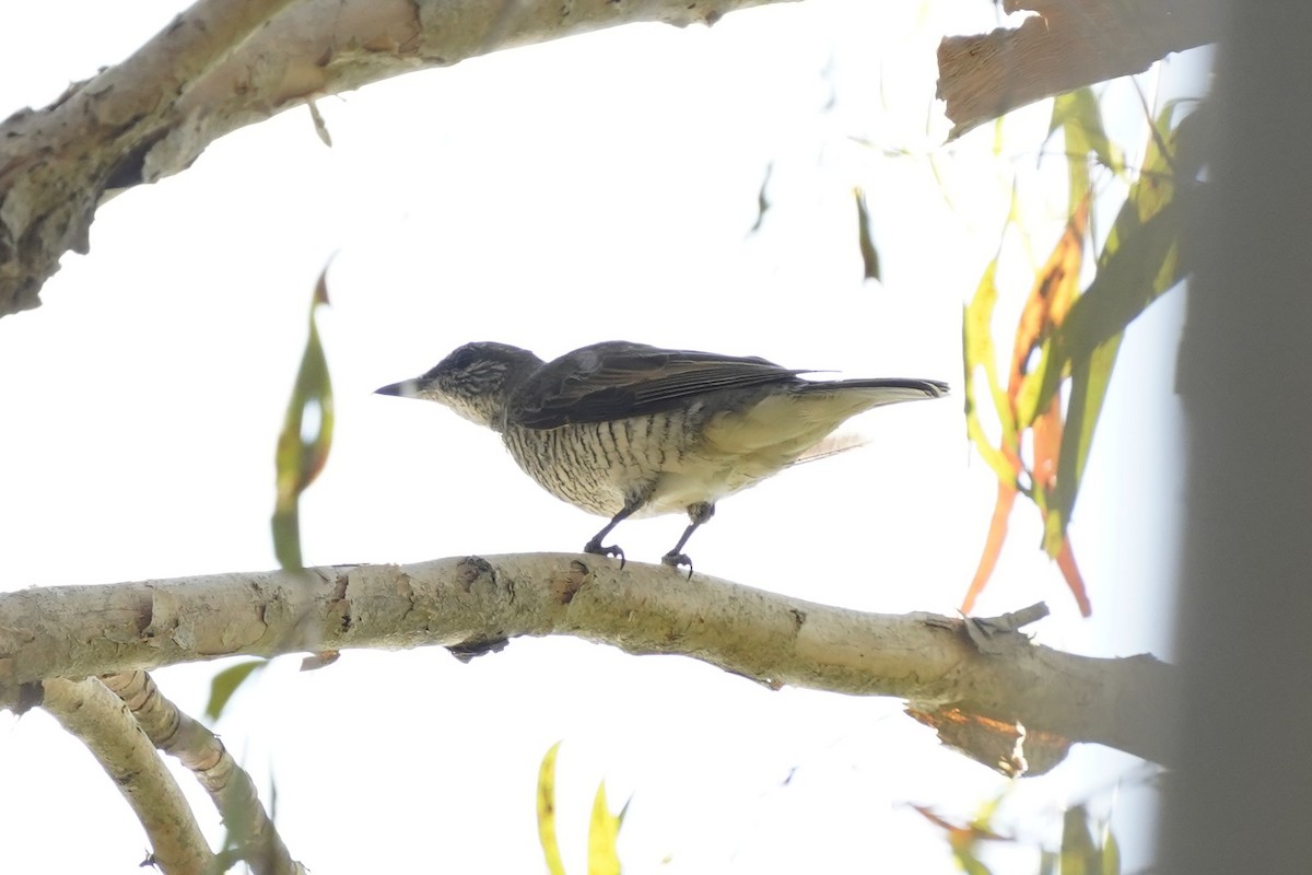 Sahul Cicadabird - ML637017432
