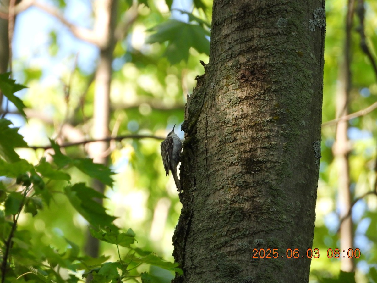 Brown Creeper - ML637017436