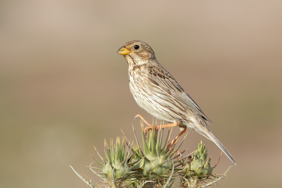Corn Bunting - ML637017559