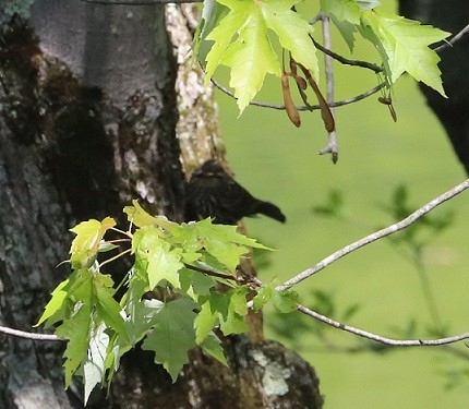 Red-winged Blackbird - ML637017560