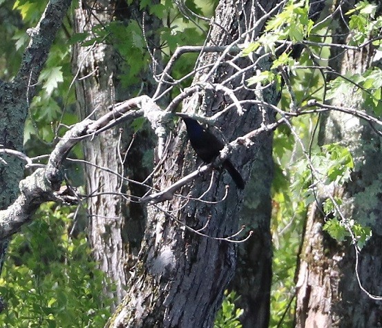 Common Grackle - ML637017576