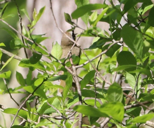 Common Yellowthroat - ML637017591