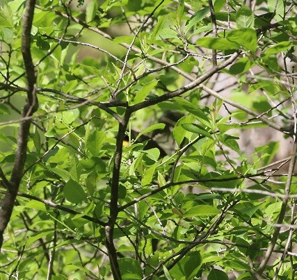 Common Yellowthroat - ML637017593