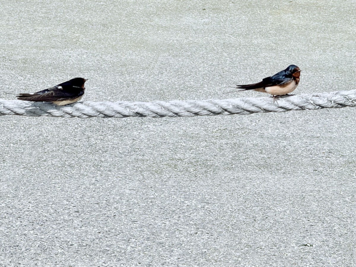 Barn Swallow - ML637017646