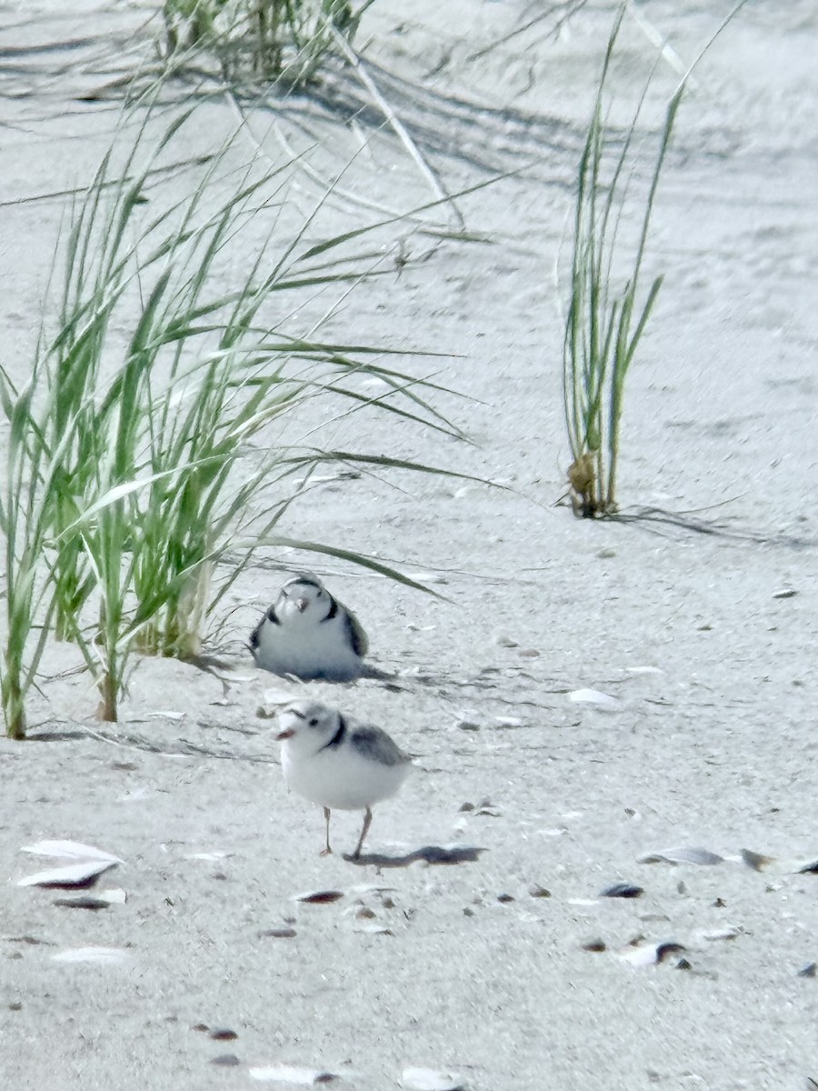 Piping Plover - ML637017676