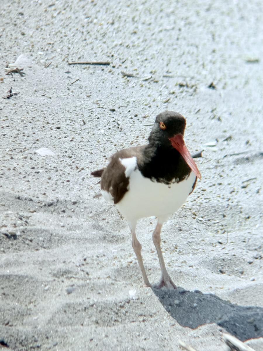 American Oystercatcher - ML637017707