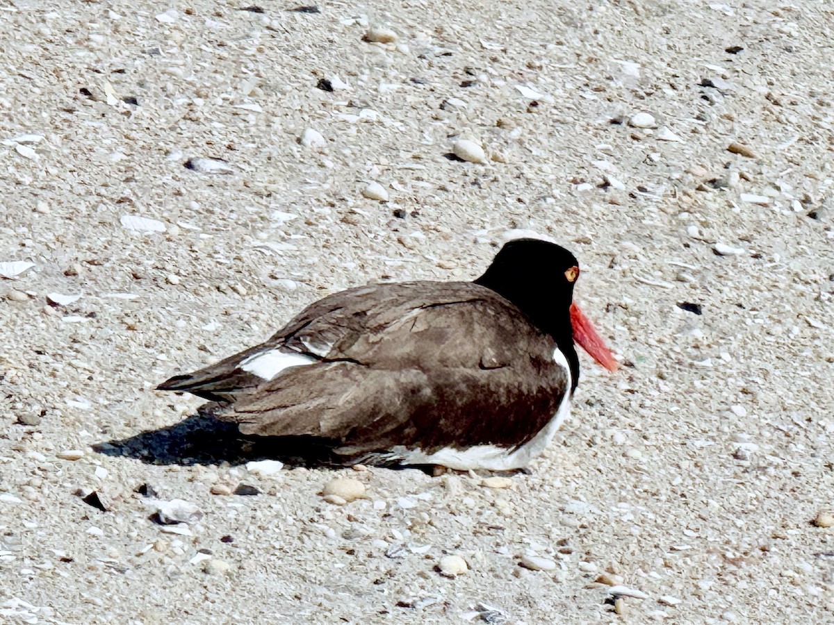 American Oystercatcher - ML637017708
