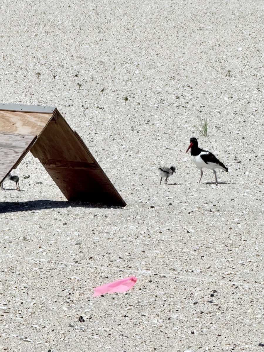 American Oystercatcher - ML637017709