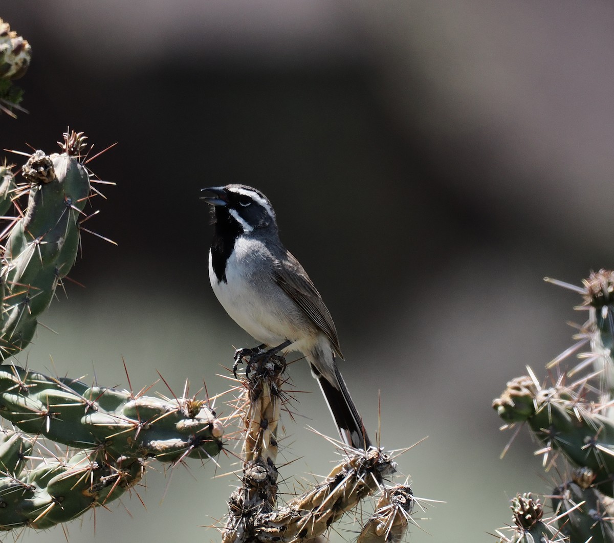 ノドグロヒメドリ - ML637017754