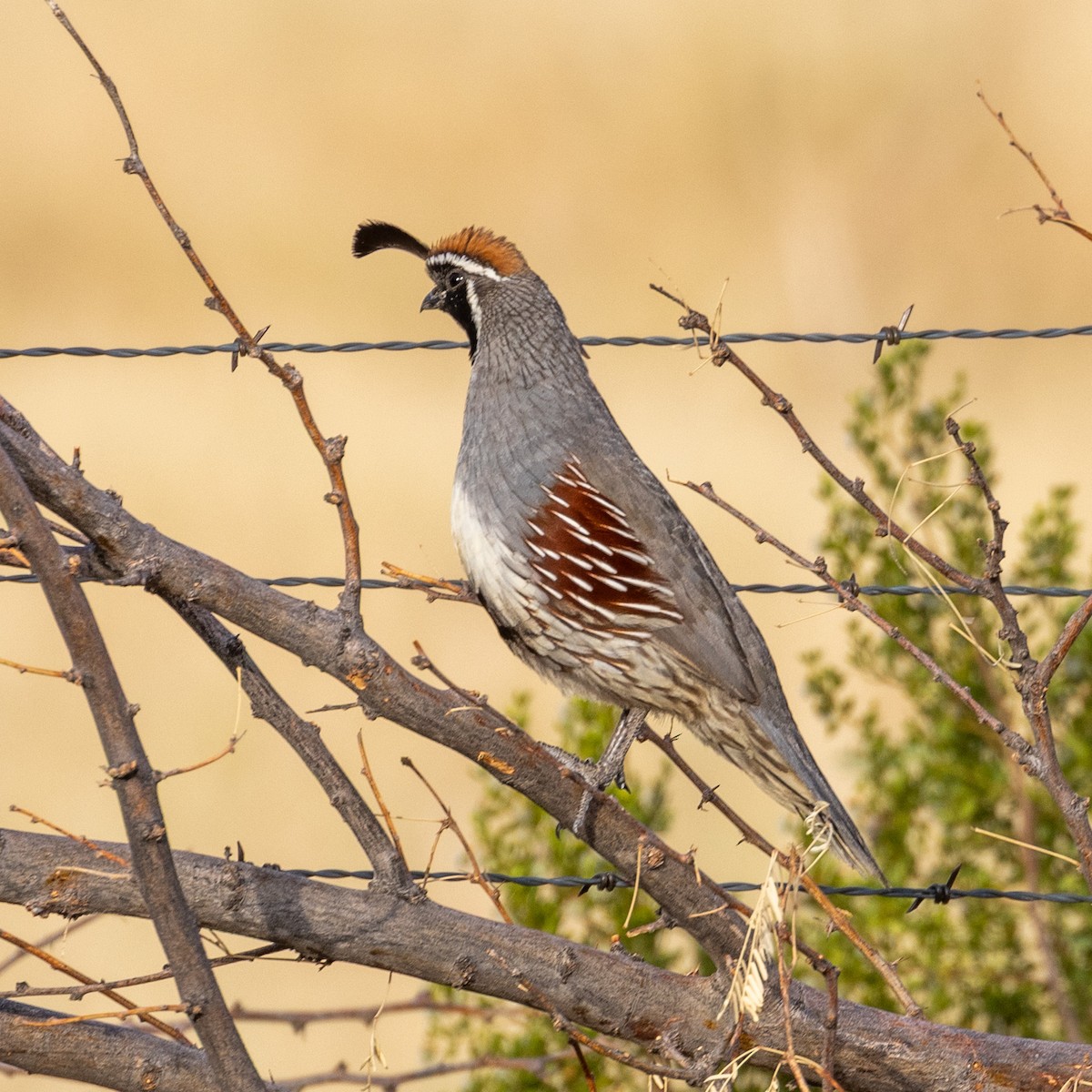 Gambel's Quail - ML637017793