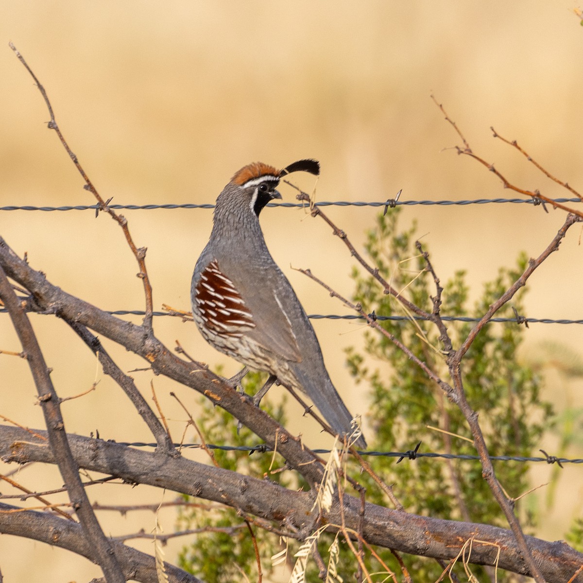 Gambel's Quail - ML637017795