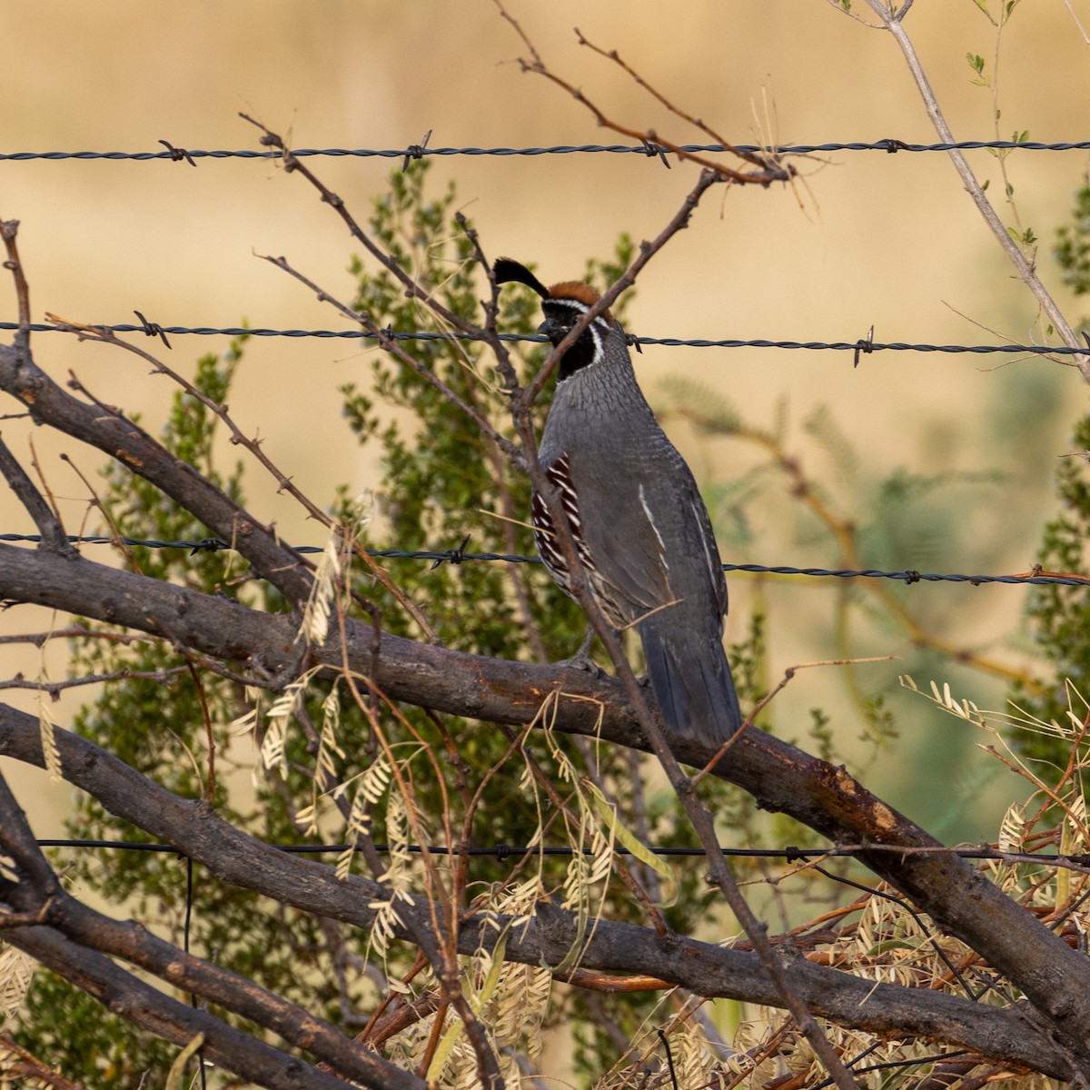 Gambel's Quail - ML637017796