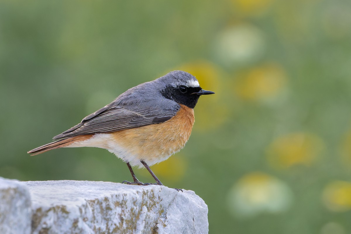 Common Redstart - ML637017821