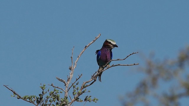 Lilac-breasted Roller - ML637017834