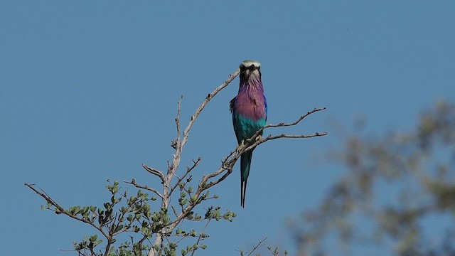 Lilac-breasted Roller - ML637017841