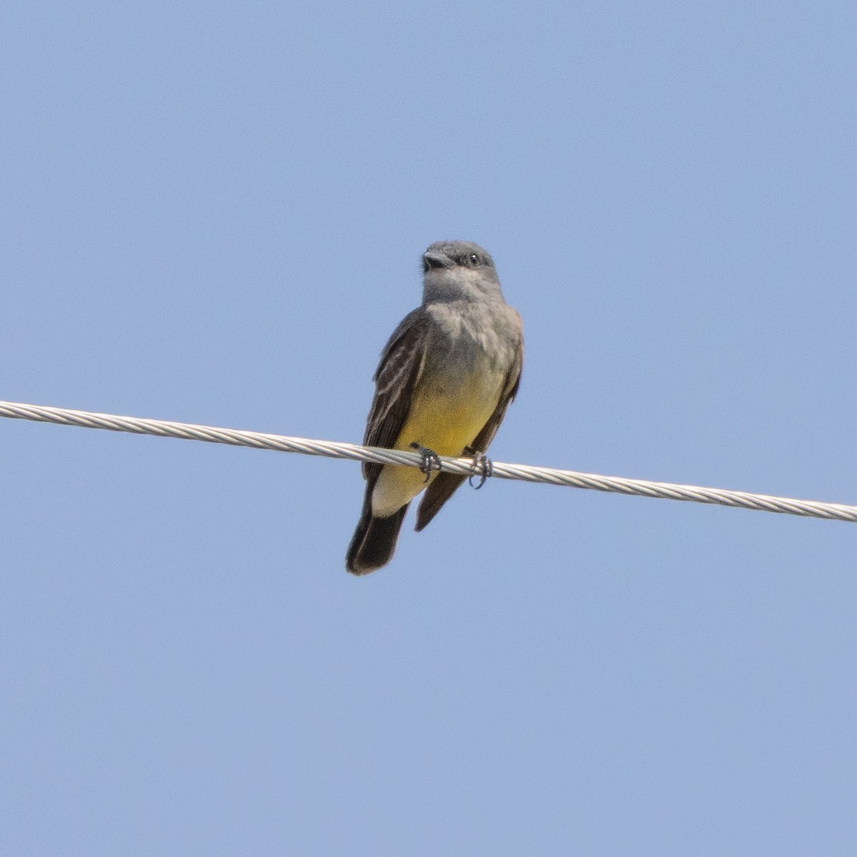 Cassin's Kingbird - ML637017861