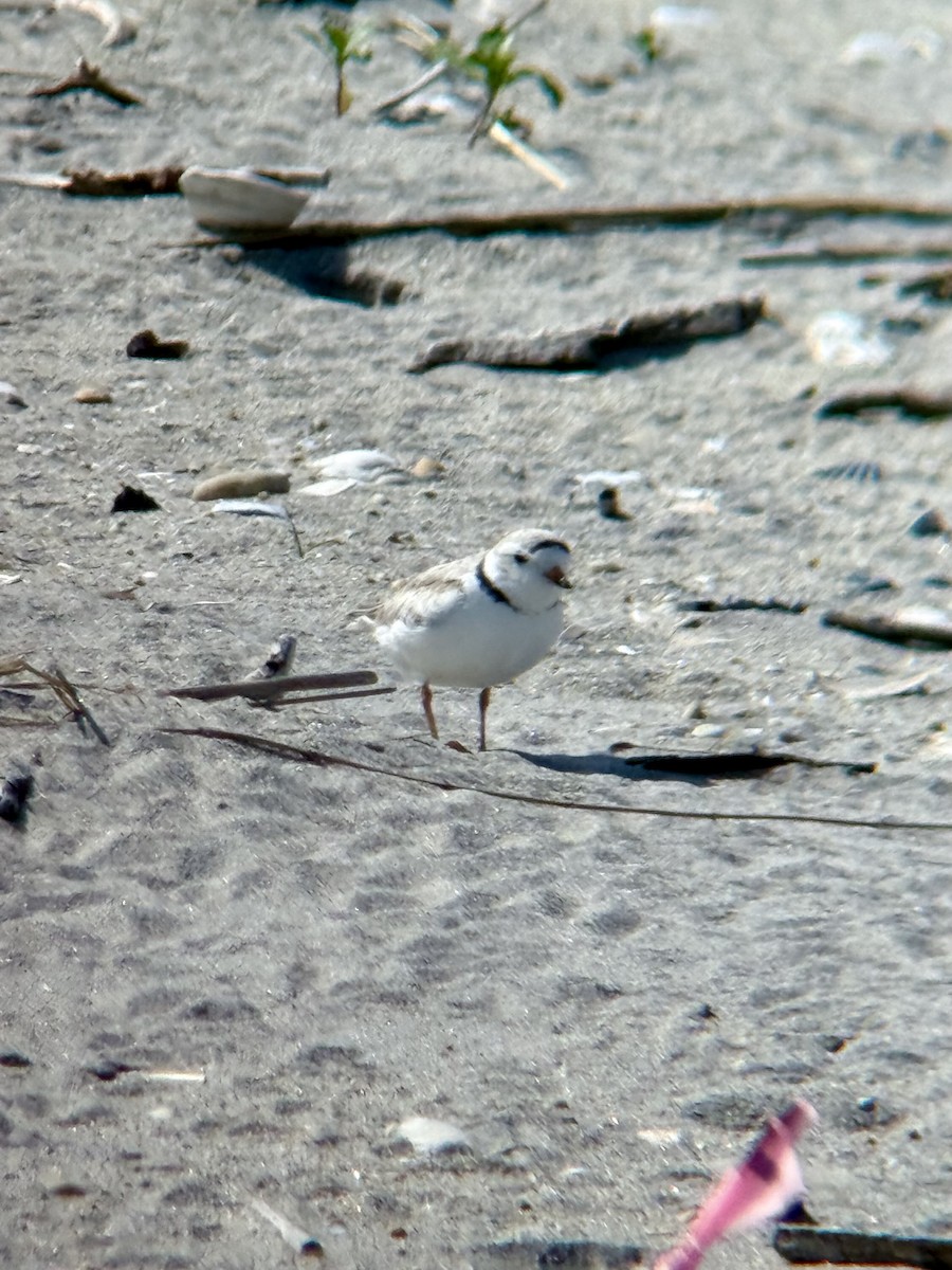 Piping Plover - ML637017883