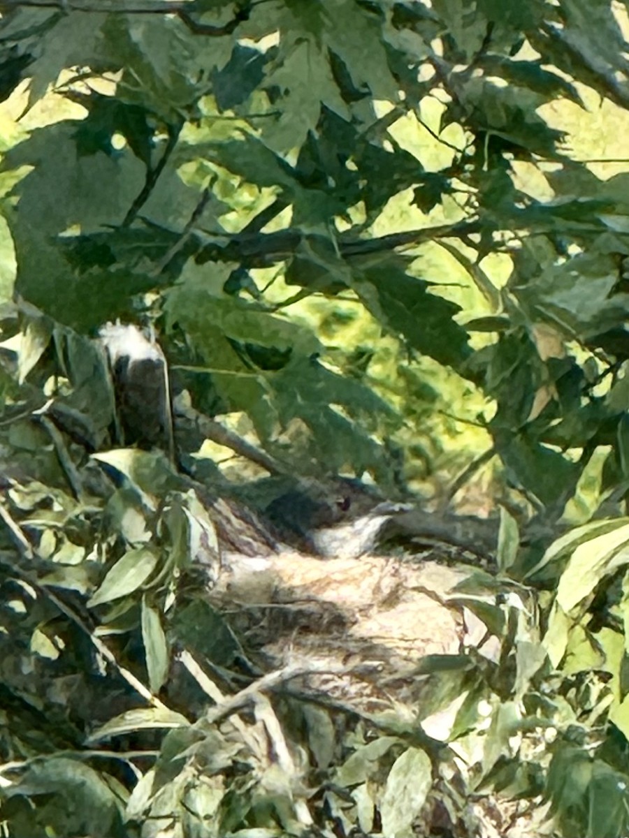 Eastern Kingbird - ML637017899