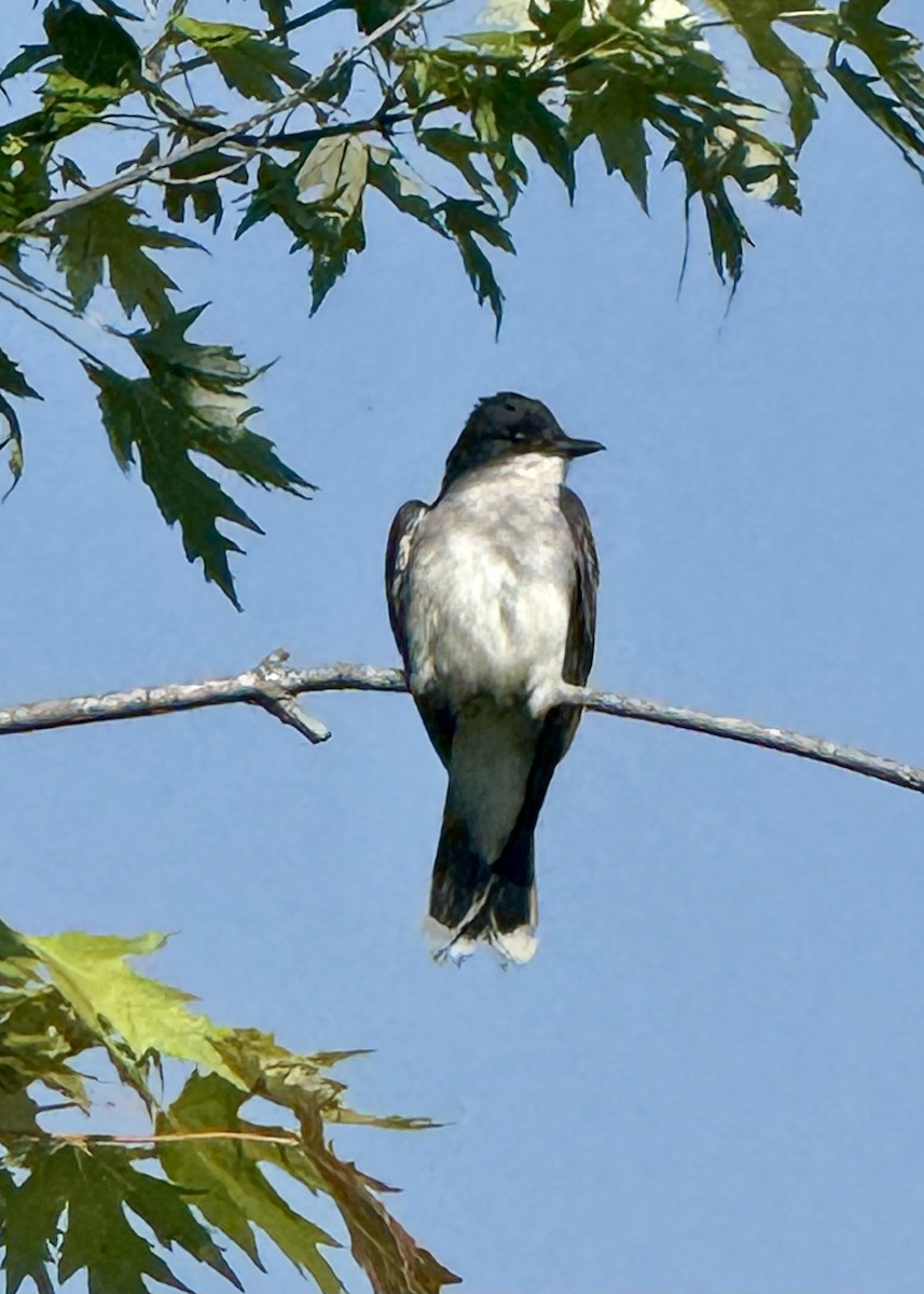 Eastern Kingbird - ML637017900