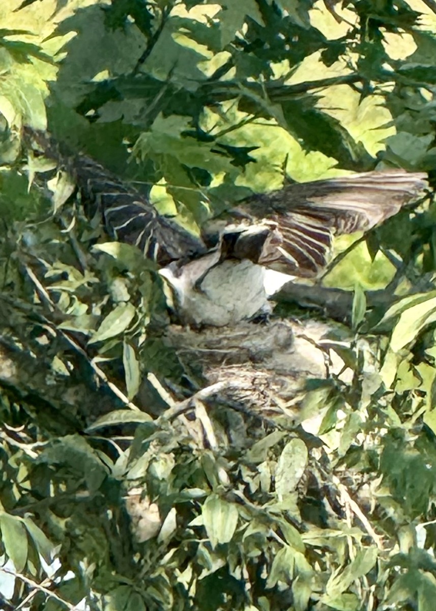 Eastern Kingbird - ML637017901