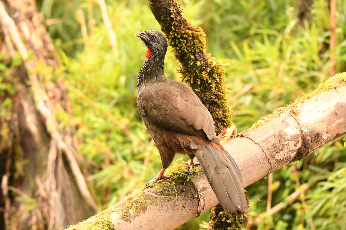 Andean Guan - ML637017914