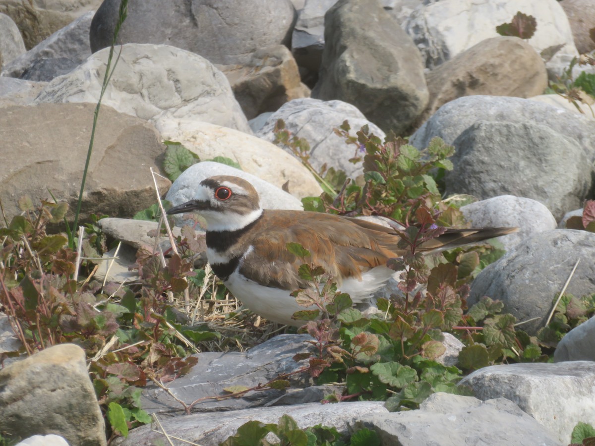 Killdeer - ML637018044