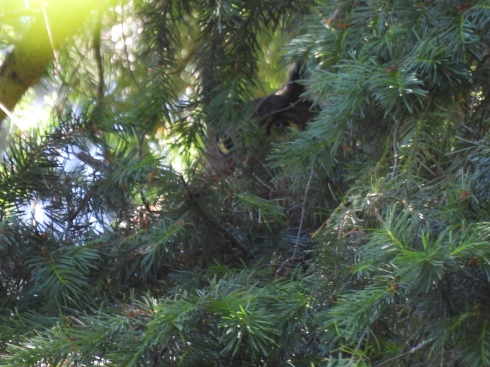 Great Horned Owl - ML637018047