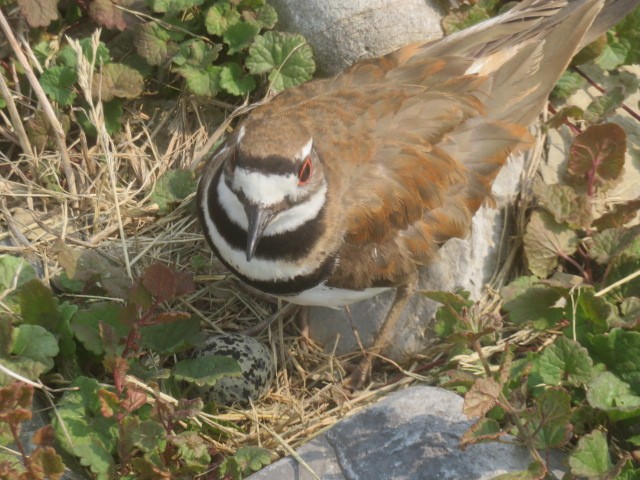 Killdeer - ML637018083