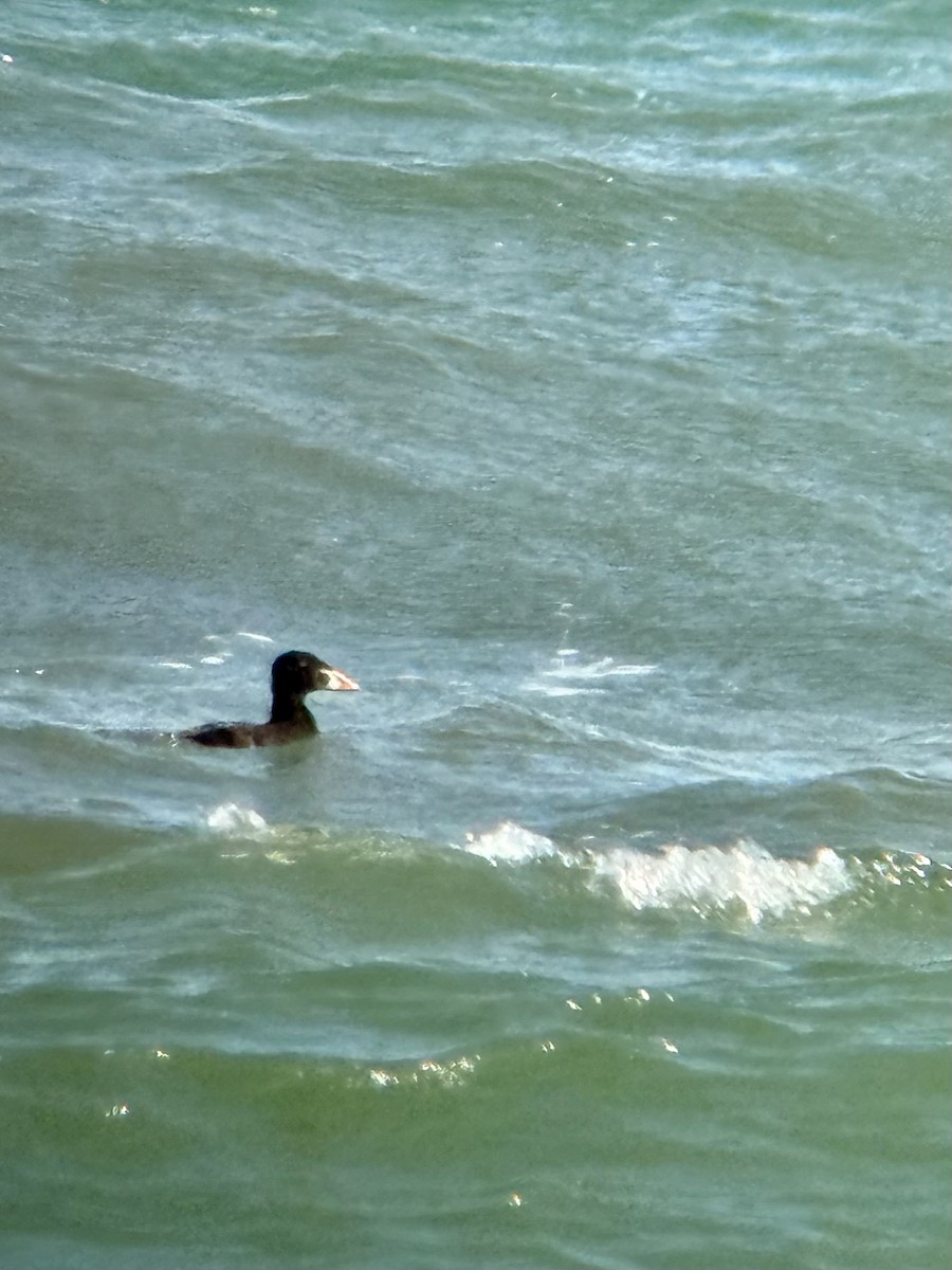 Surf Scoter - ML637018132