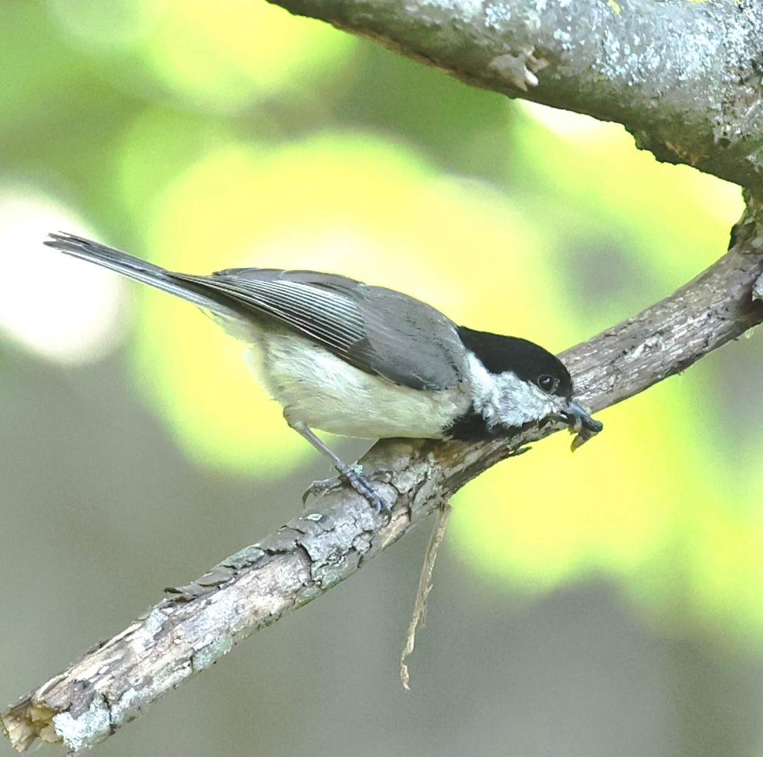 Mésange de Caroline - ML637018136