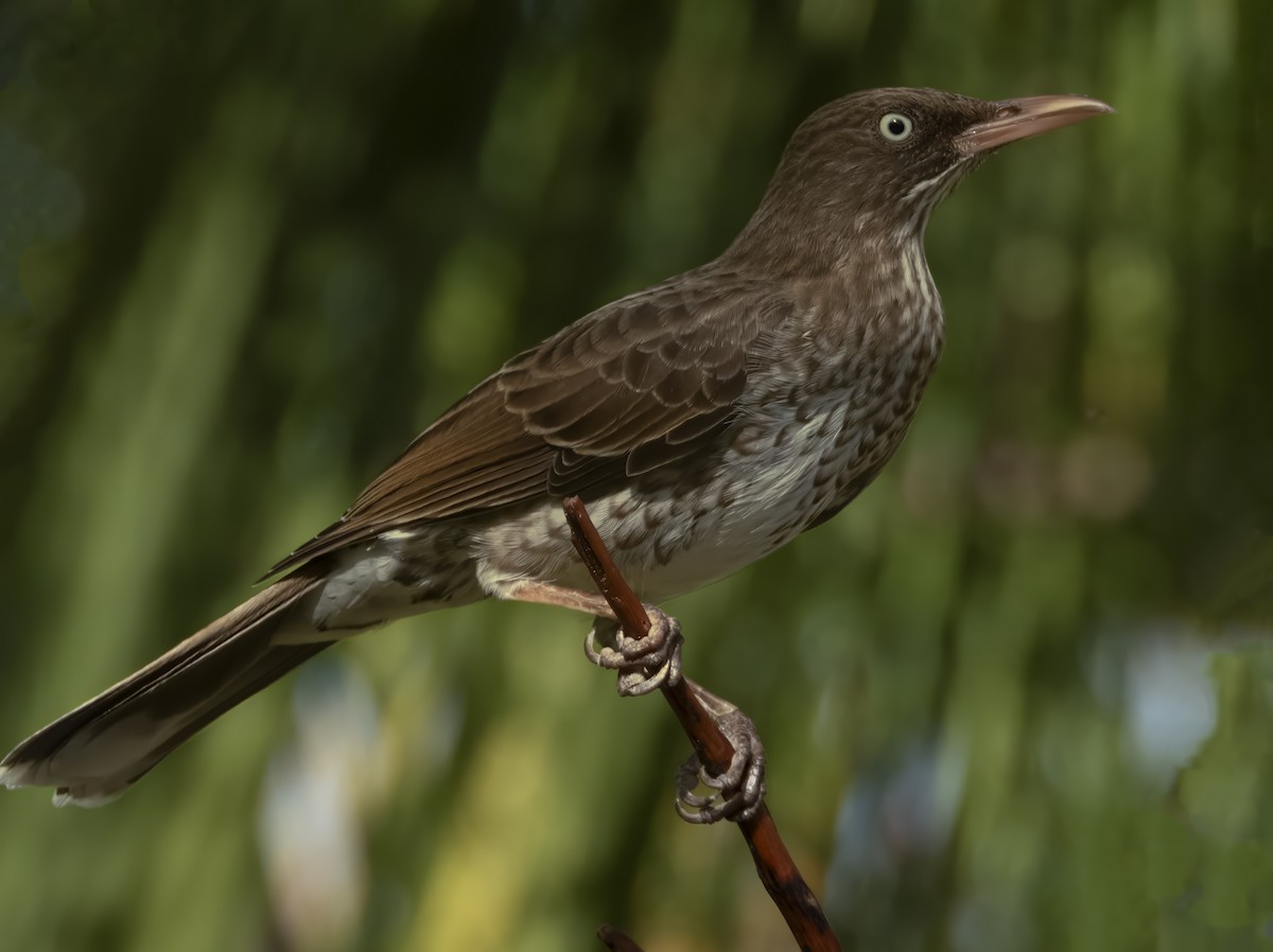 Pearly-eyed Thrasher - ML637018196