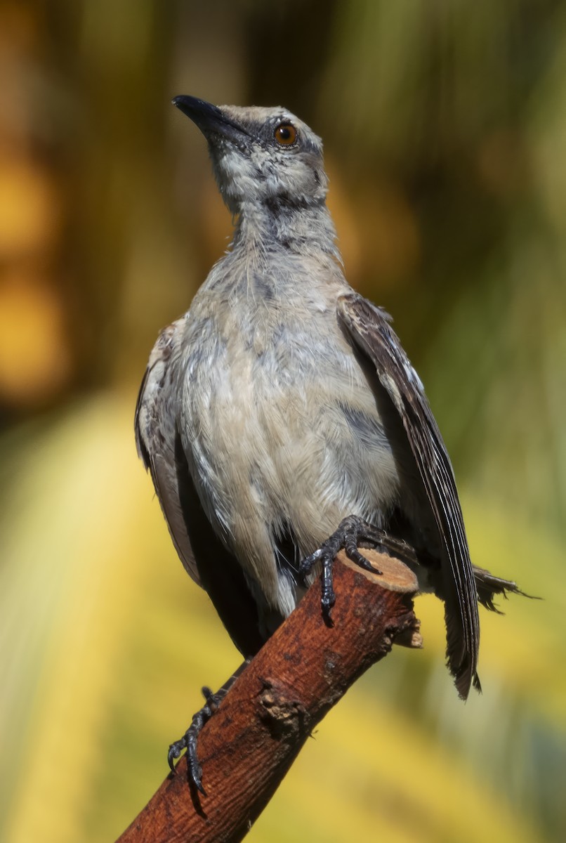 Tropical Mockingbird - ML637018225