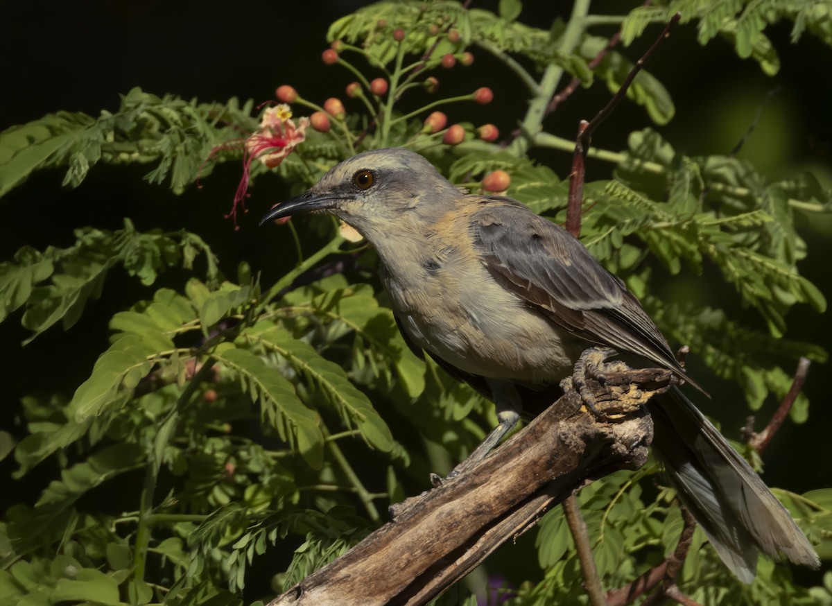 Tropical Mockingbird - ML637018226