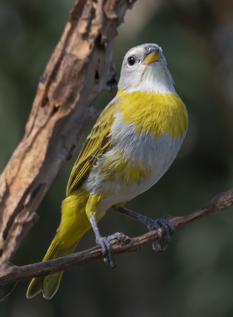 Saffron Finch - ML637018231