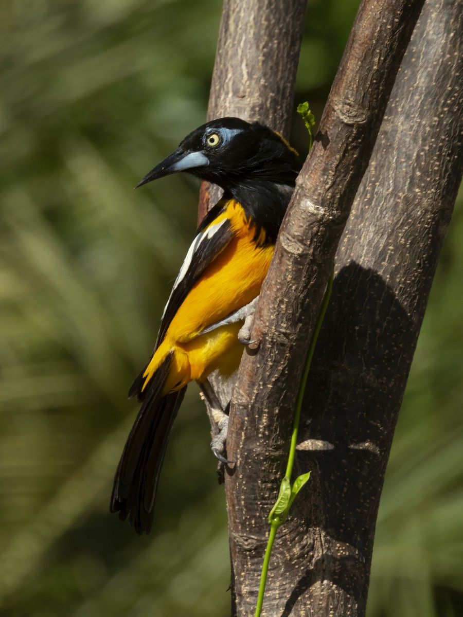 Venezuelan Troupial - ML637018303