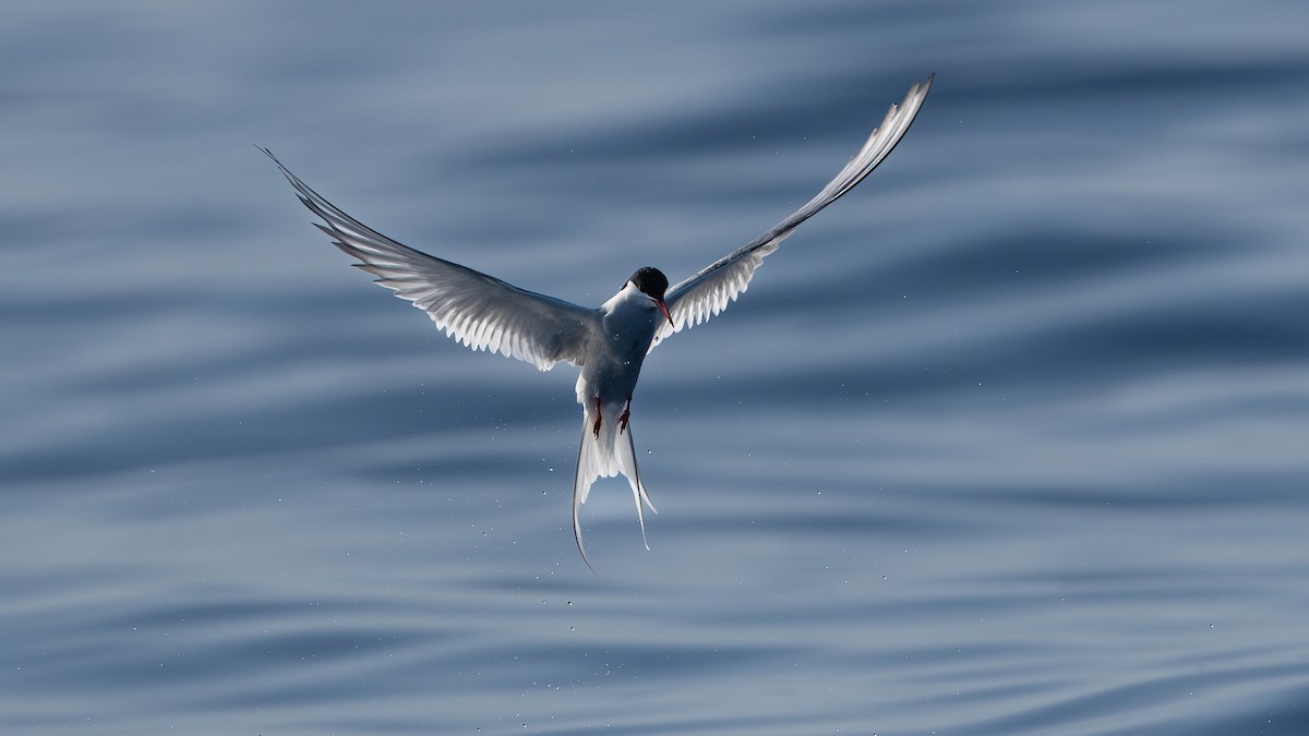 Arctic Tern - ML637018373