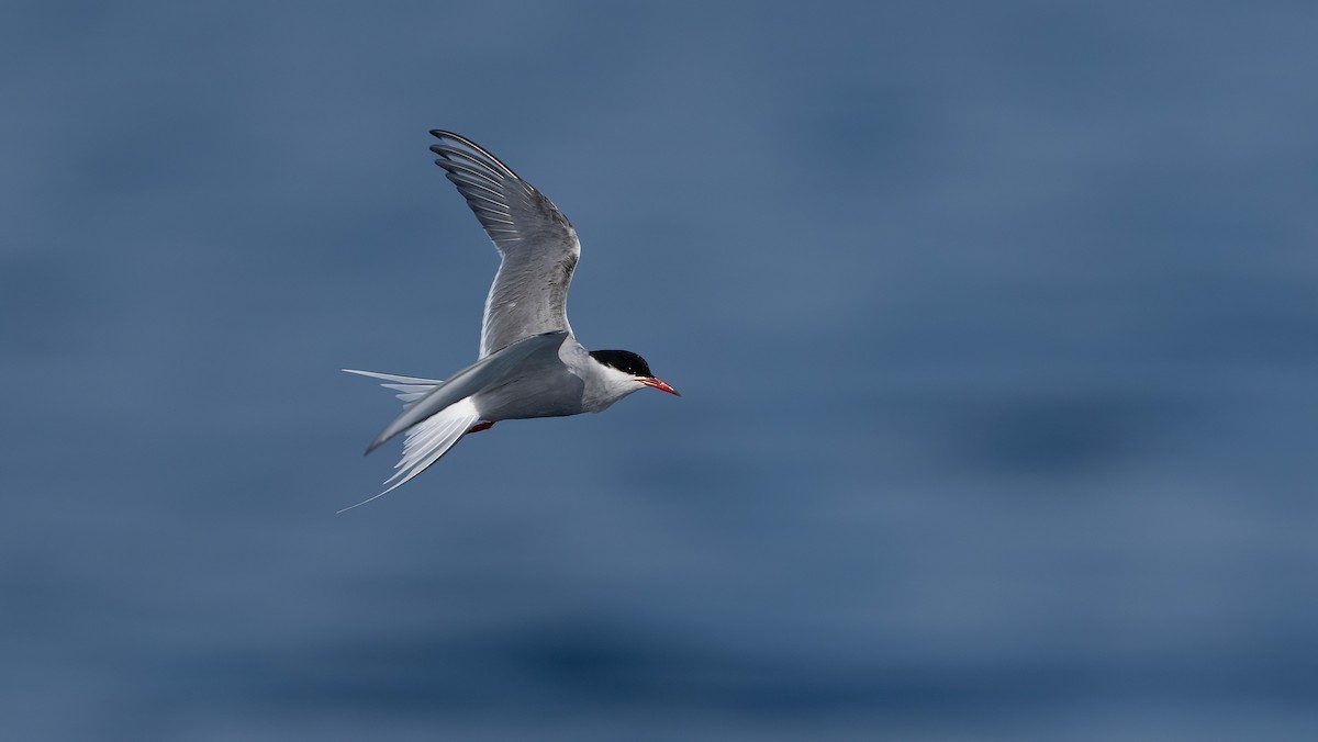 Arctic Tern - ML637018383
