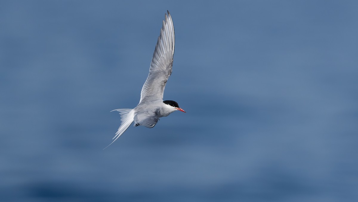 Arctic Tern - ML637018384