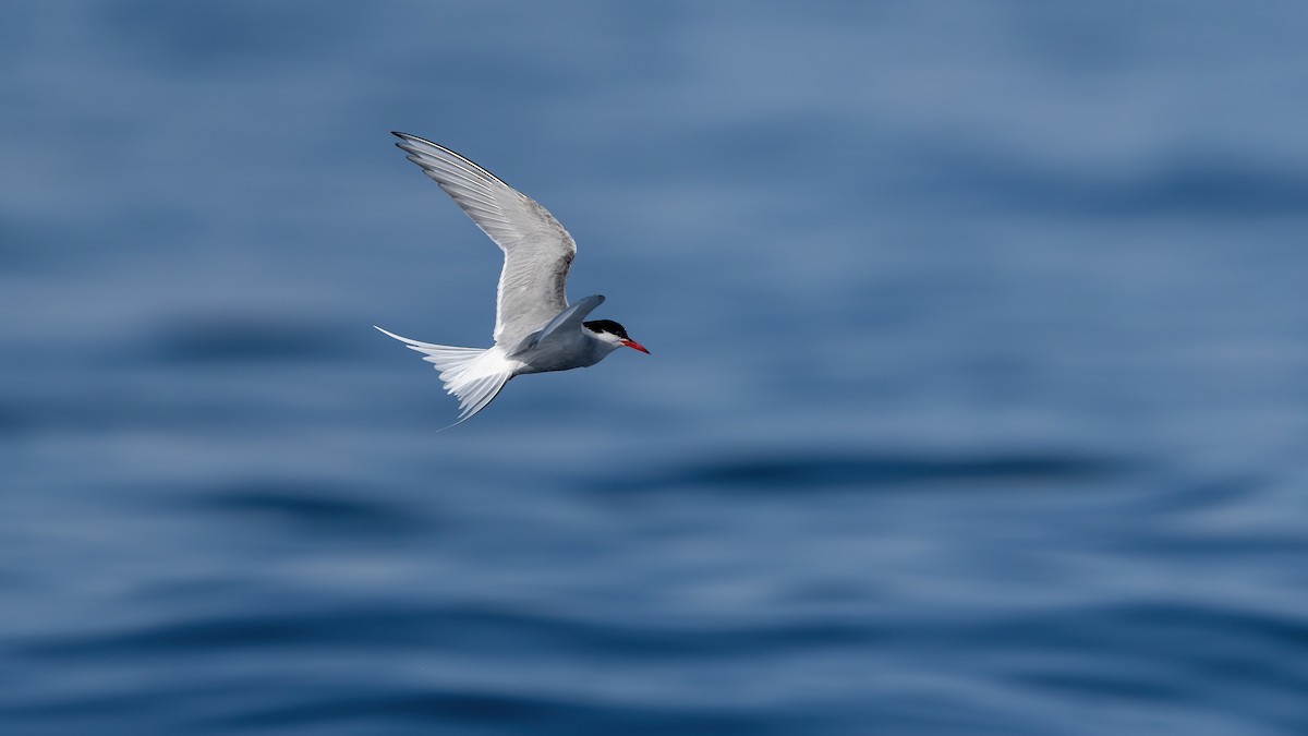 Arctic Tern - ML637018385