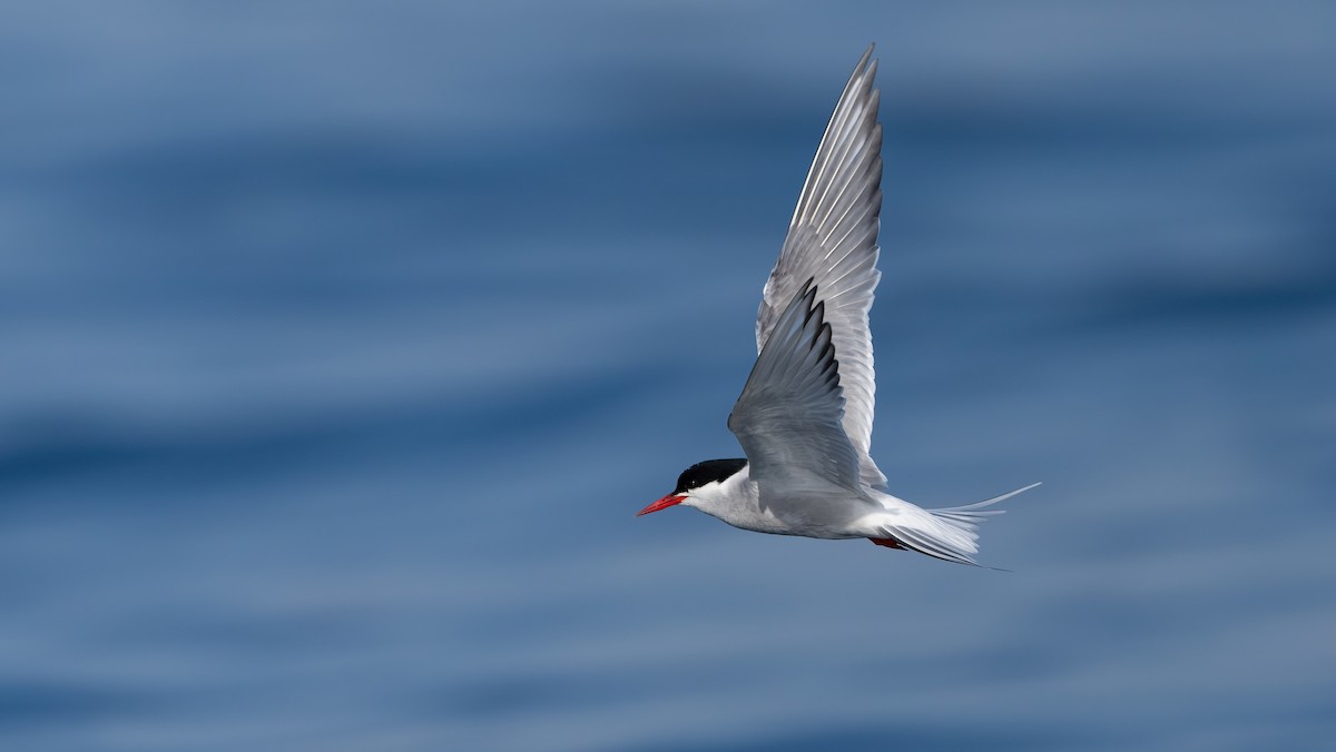 Arctic Tern - ML637018386