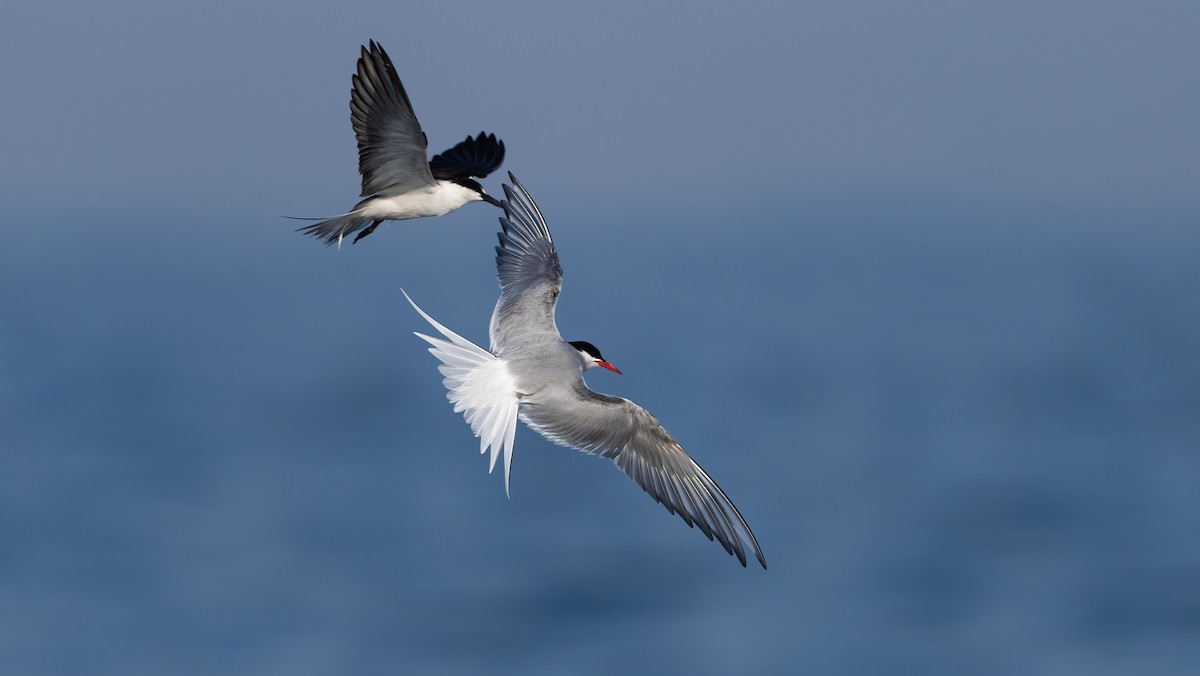Arctic Tern - ML637018387