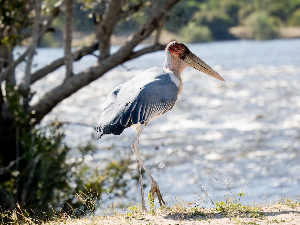 Marabou Stork - ML637018483