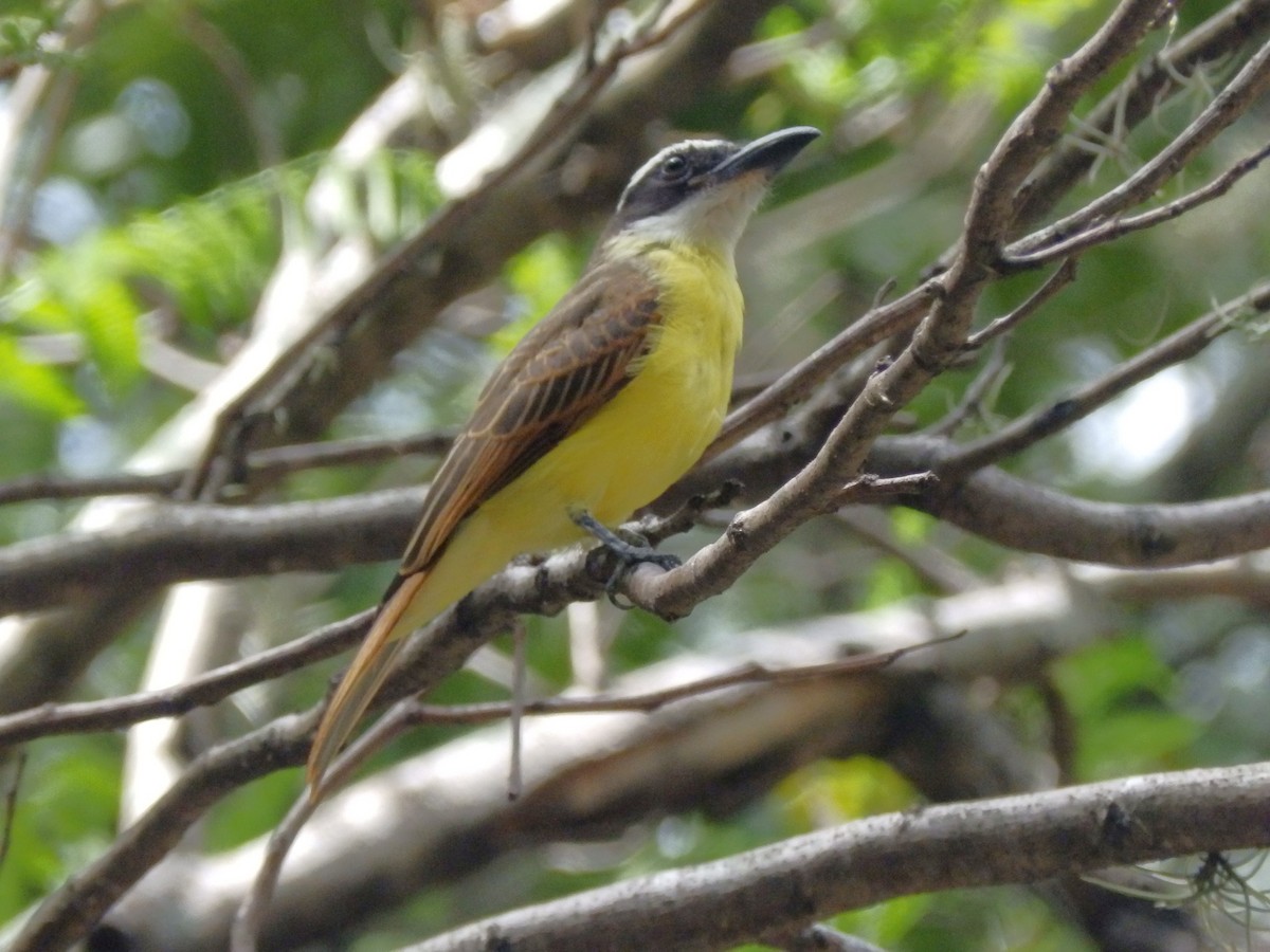 Boat-billed Flycatcher - ML637018521