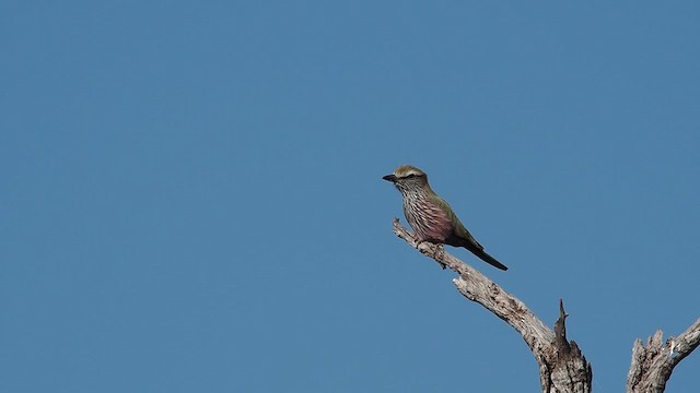Purple Roller - ML637018537