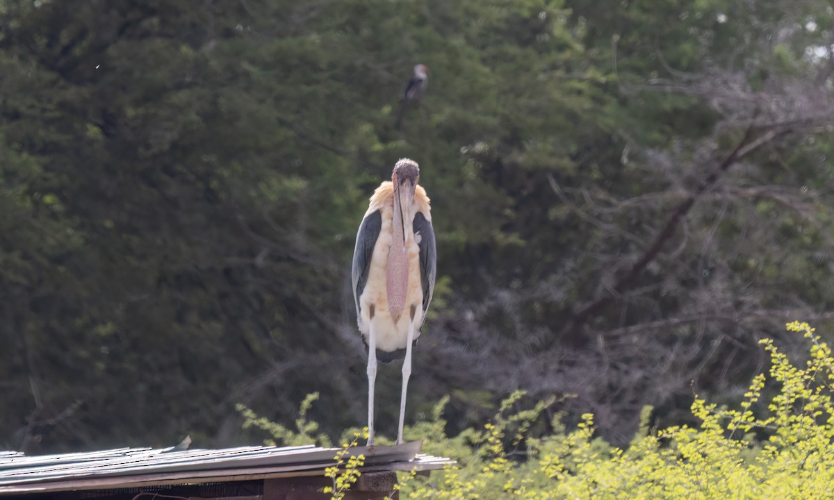 Marabou Stork - ML637018734
