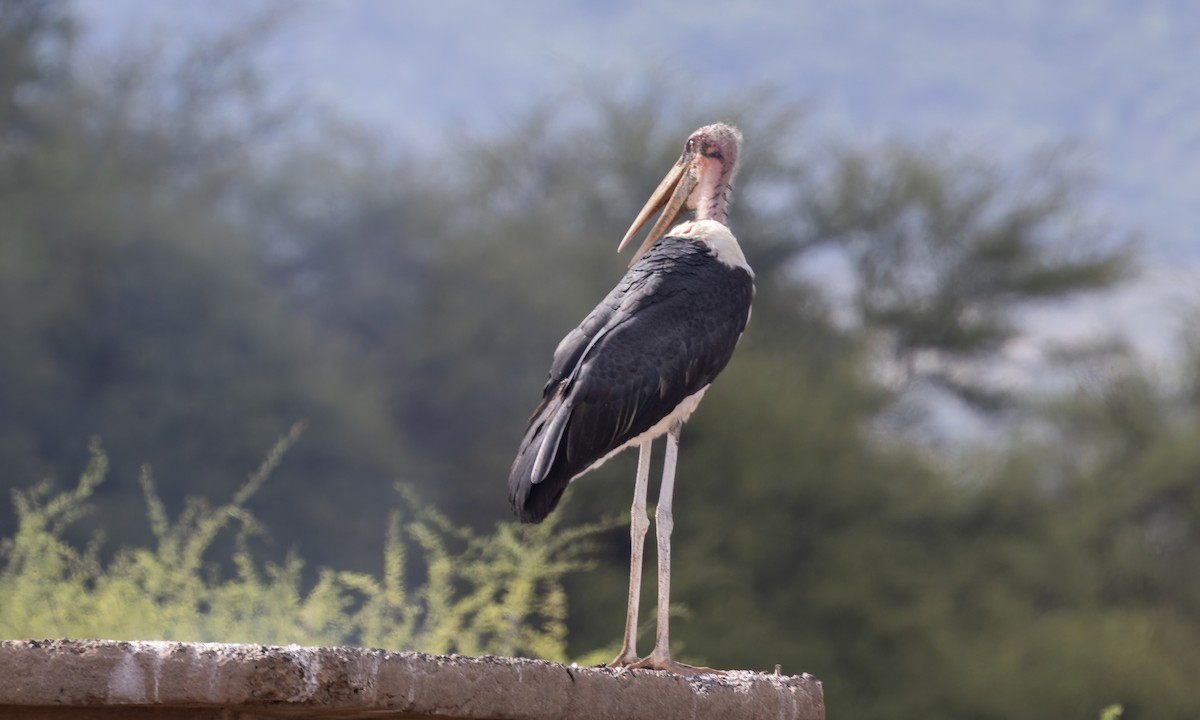 Marabou Stork - ML637018735