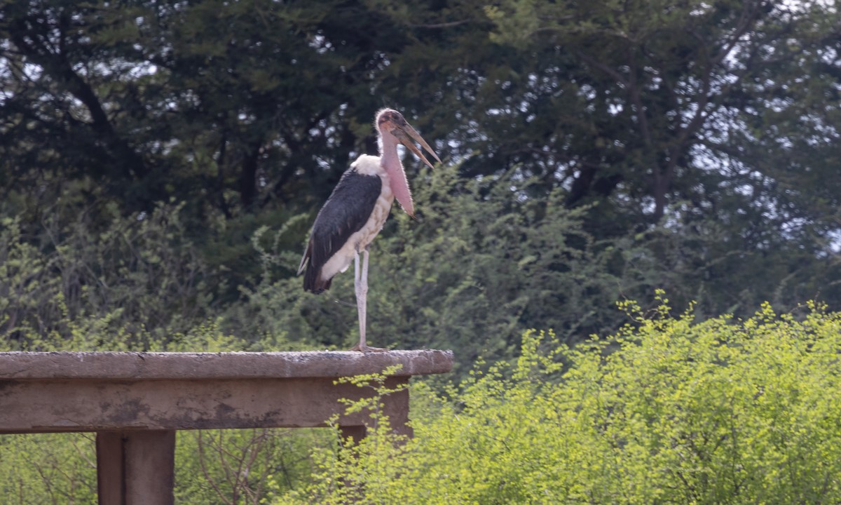 Marabou Stork - ML637018737